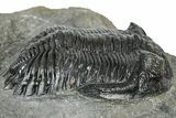 Detailed Hollardops Trilobite Fossil - Ofaten, Morocco #310574-2